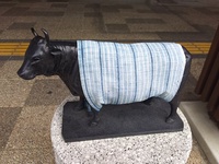 松阪木綿を着た松阪牛.JPG
